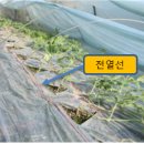 시도12호선 | 채소, 주간농사정보 제12호 (2026. 3. 23 ~ 3. 29)