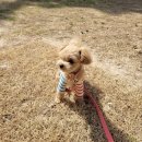 강아지분양 올리펍스 강남점 | 올리펍스에서 만난 우리 강아지의 새로운 시작