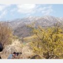 지리산산수유 이미지