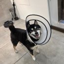 강남병원 | [동물치과전문]12살 라타니 강남예치과동물병원 치료 후기