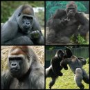 고릴라(Gorilla) 이미지