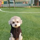 펫어디가 이미지