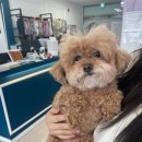 댕댕월드&퍼피 이미지