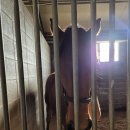 부마목장 이미지