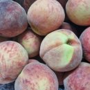 팜 라이프 이미지