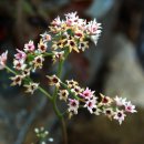 새신처럼 이미지