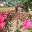 장미꽃길 2 이미지