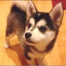 J동물병원 이미지