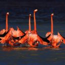 플라밍고 이미지