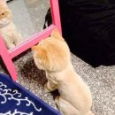 미용집사 이미지