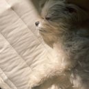 춘향아내오뎅받아라 | 소정아 지금 7월이야