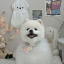 나나펠트 | [나나박스] 줄당김에도 편안한 강아지 목줄과 흔하지 않고 귀여운 네임택 추천