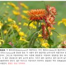 우드님프 이미지