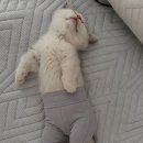 냥이 요가레깅스 보시고 갈게요 이미지
