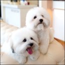 앨리스코리아켄넬 이미지