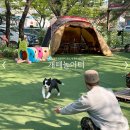 1235 | 수영장 넓은 운동장이 있는, 남양주 애견카폐 개떼놀이터