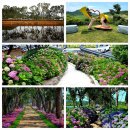 [비금도 선왕산+도초도 수국축제] 산행안내(6월26일) 이미지