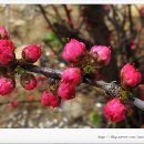 홍매화 민박 이미지