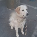 애견천국 이미지