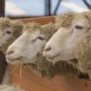 대관령 아기동물농장 이미지