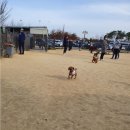 멍냥 펫택시 이미지