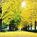 은행나무숲 입구 이미지