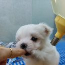 똥깡아지애견샵 이미지