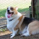 오마이독 이미지