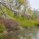 [도로]일월공원 주차장1 | 경기도 수원 벚꽃 일월저수지 수변공원 산책로 수원 자전거도로
