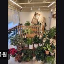 설록원 - 경주시 중앙로34번길 5 | 경주 황리단길 카페 설록원 경주 황리단길 설록원, 아늑한 카페