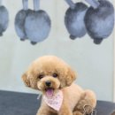 머피애견 이미지