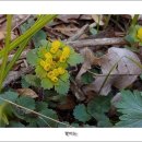 풀꽃마중 이미지