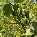 해원농장 이미지