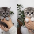 미유펫 동물병원 이미지