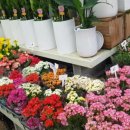 꽃집아재비 이미지