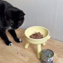 캔두코리아 | [ 퍼시캣 ] 슈퍼 프리미엄 , 파인다닝 주식캔 / 고양이 주식캔 / 고양이 습식 / 주식캔 추천