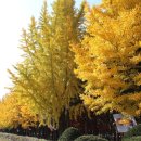 은행나무 주유소 이미지