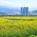 낙동강관리본부 대저생태공원 1 | [부산]도시농업박람회가 열리는 대저생태공원의 유채꽃 개화현황