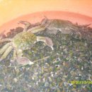 사랑방다슬기 이미지