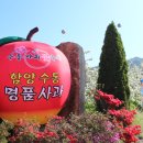 사과꽃향기 이미지