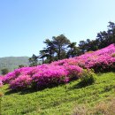 화순 수만리 철쭉 공원 이미지