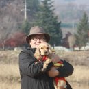 소야 솔밭 이미지