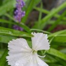 들꽃한의원 이미지