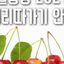 별이&체리 이미지