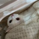 닥터캣 고양이병원 이미지