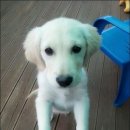 규블리 네이버블로그