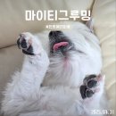 마이티그루밍 | 천호 애견미용｜2년째 다니는 마이티그루밍 솔직후기