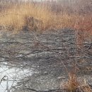 왕징농장 이미지