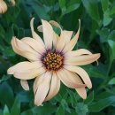 바우바우 이미지