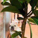 펫토피아(PETOPIA) 이미지